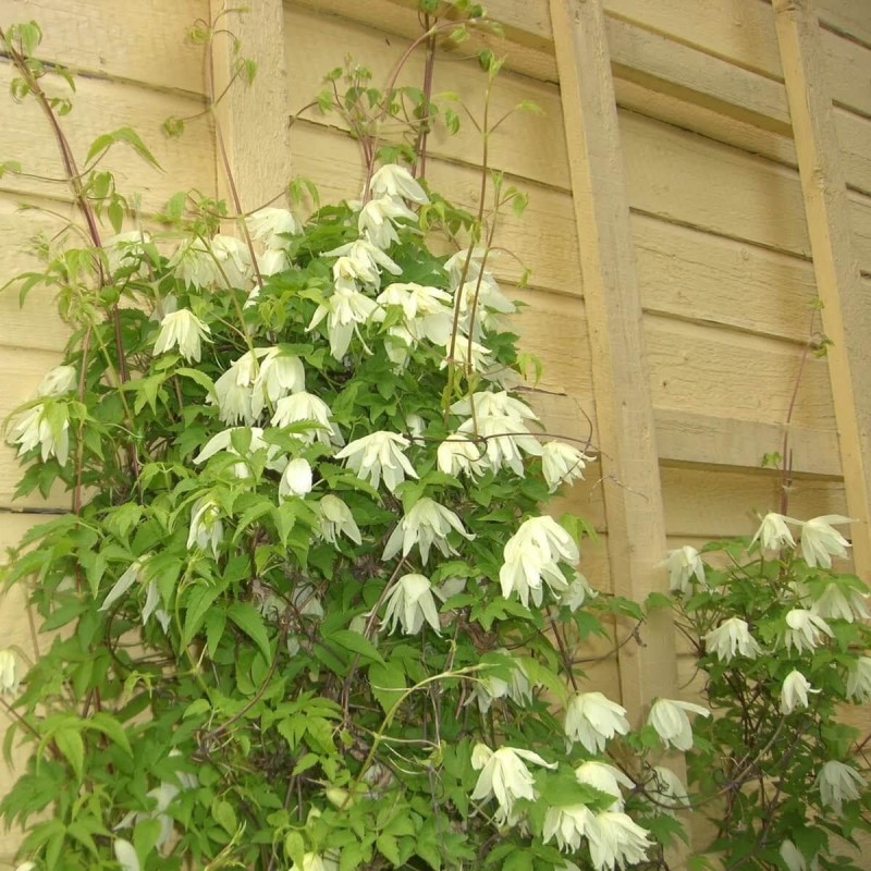 Powojnik Botaniczny Albina Plena (Clematis) Sadzonka C1 (2).jpg