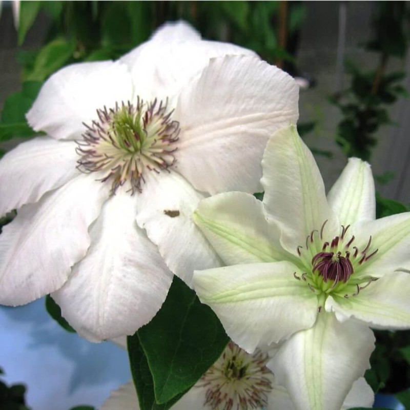 Powojnik Wielkokwiatowy Królowa Jadwiga Pbr (Clematis) Sadzonka C2 (1).jpg