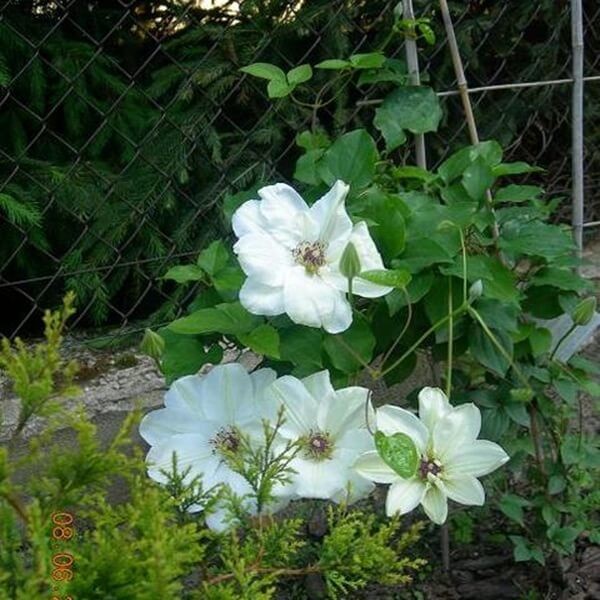 Powojnik Wielkokwiatowy Królowa Jadwiga Pbr (Clematis) Sadzonka C2 (2).jpg