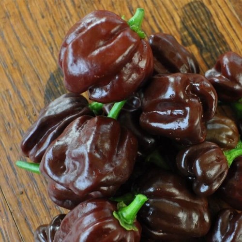 Papryka ostra chili Habanero Chocolate nasiona 015g
