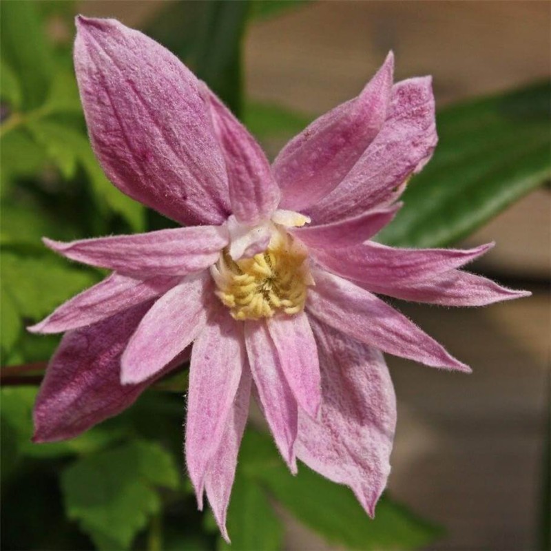 Powojnik Botaniczny Markham's Pink (Clematis) Sadzonka C1 (2).jpg