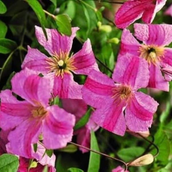 Powojnik Viticella Krakowiak Pbr (Clematis) Sadzonka C2 (3).jpg