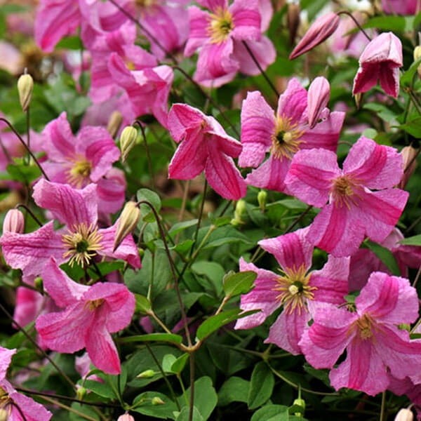 Powojnik Viticella Krakowiak Pbr (Clematis) Sadzonka C2 (1).jpg