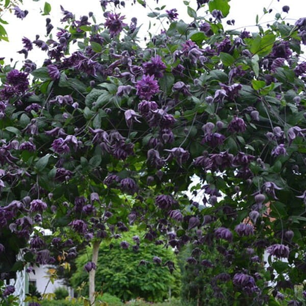 Powojnik Viticella Mary Rose (Clematis) Sadzonka C2 (1).jpg