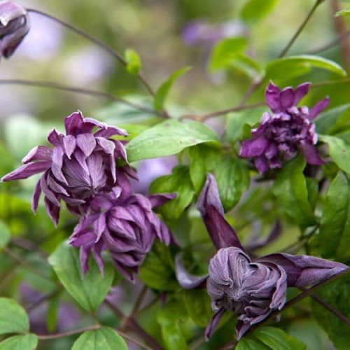 Powojnik Viticella Mary Rose sadzonka C2