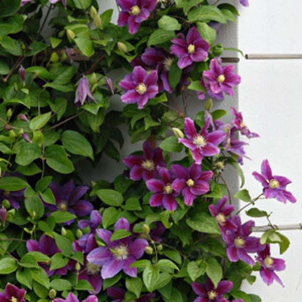 Powojnik Wielkokwiatowy Hania Pbr (Clematis) Sadzonka C2 (1).jpg