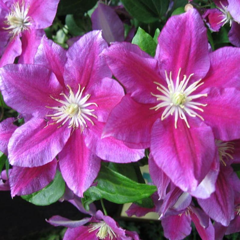 Powojnik Wielkokwiatowy Hania Pbr (Clematis) Sadzonka C2 (4).jpg