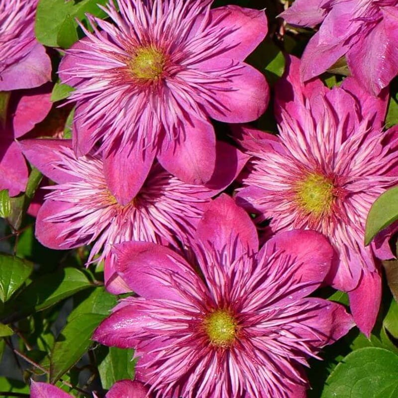 Powojnik Wielkokwiatowy Kaiser Pbr (Clematis) Sadzonka C2 (1).jpg