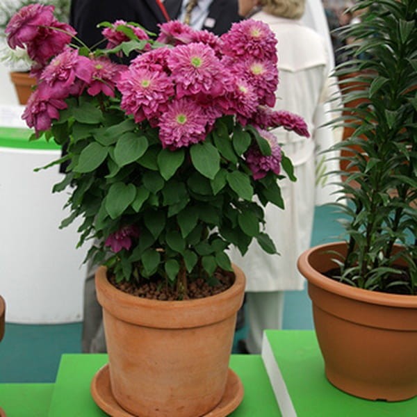 Powojnik Wielkokwiatowy Kaiser Pbr (Clematis) Sadzonka C2 (3).jpg