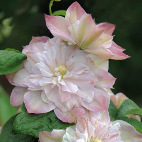 Powojnik Wielkokwiatowy Innocent Blush Pbr (Clematis) Sadzonka C2 (1).jpg