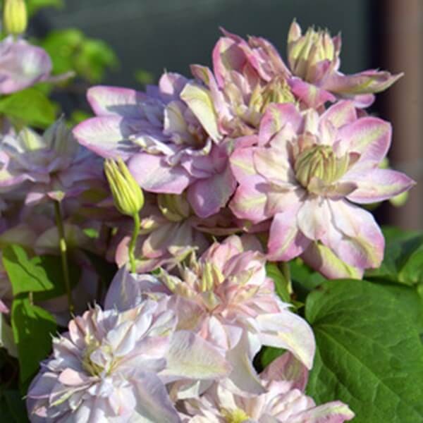 Powojnik Wielkokwiatowy Innocent Blush Pbr (Clematis) Sadzonka C2 (2).jpg