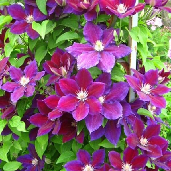 Powojnik Wielkokwiatowy Julka (Clematis) Sadzonka C2 (1).JPG