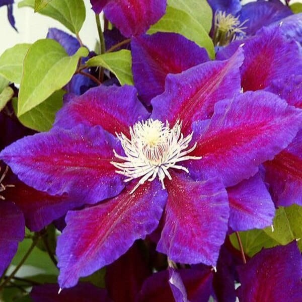 Powojnik Wielkokwiatowy Julka (Clematis) Sadzonka C2 (2).jpg