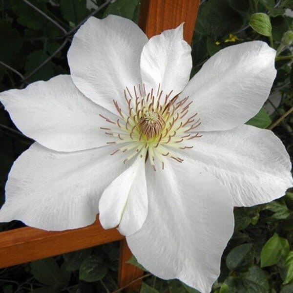 Powojnik Wielkokwiatowy Jerzy Popiełuszko (Clematis) Sadzonka C2 (2).jpg