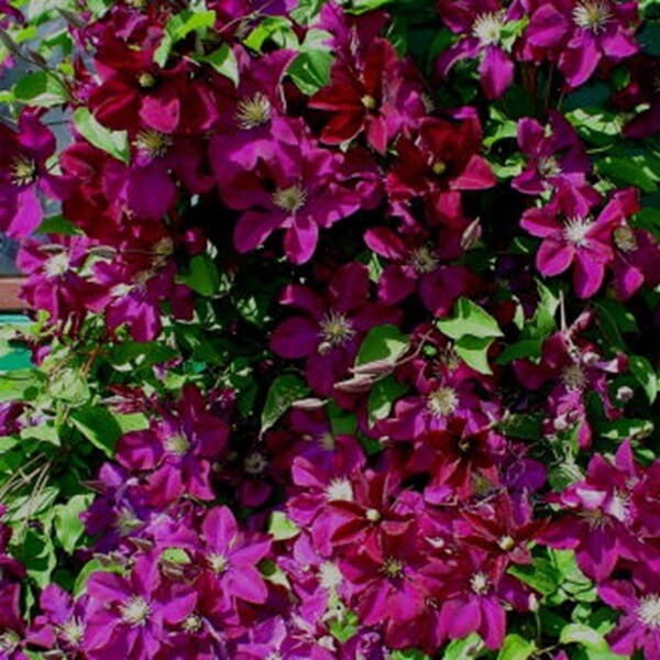 Powojnik Wielkokwiatowy Mazowsze (Clematis) Sadzonka C2 (2).jpg