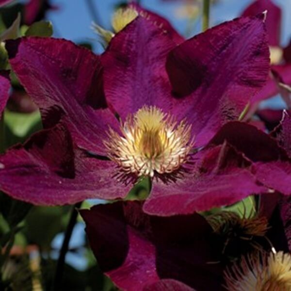 Powojnik Wielkokwiatowy Mazowsze (Clematis) Sadzonka C2 (1).JPG