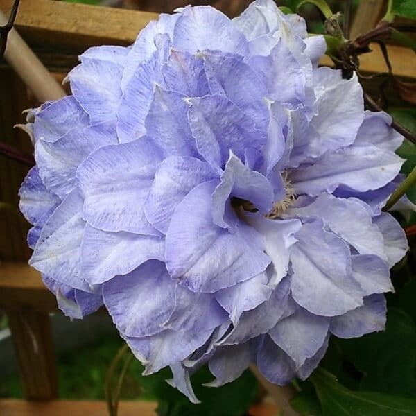 Powojnik Wielkokwiatowy Mazury (Clematis) Sadzonka C2 (1).jpg