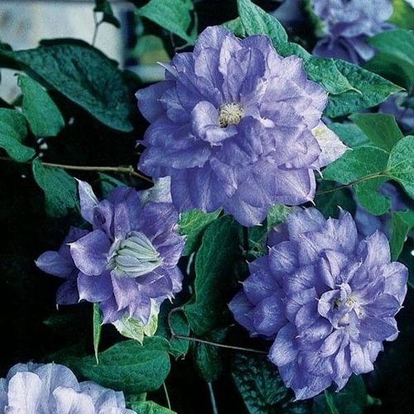 Powojnik Wielkokwiatowy Mazury (Clematis) Sadzonka C2 (2).jpg