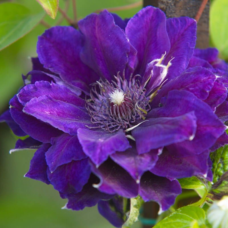 Powojnik Wielkokwiatowy Shin-shigyoku (Clematis) Sadzonka C2 (2).jpg