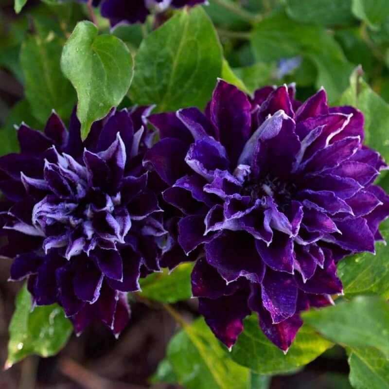 Powojnik Wielkokwiatowy Shin-shigyoku (Clematis) Sadzonka C2 (1).jpg