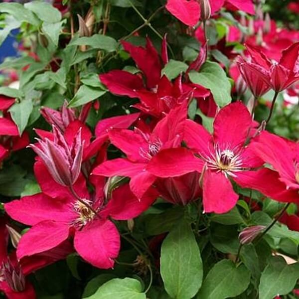 Powojnik Wielkokwiatowy Solidarność (Clematis) Sadzonka C2 (2).jpg