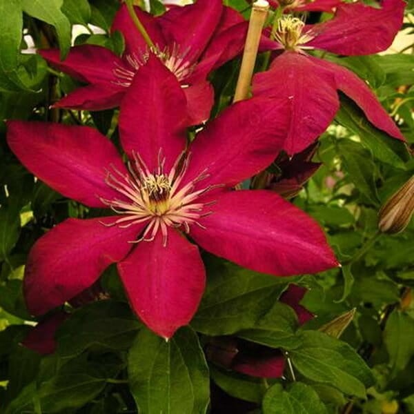 Powojnik Wielkokwiatowy Solidarność (Clematis) Sadzonka C2 (1).jpg