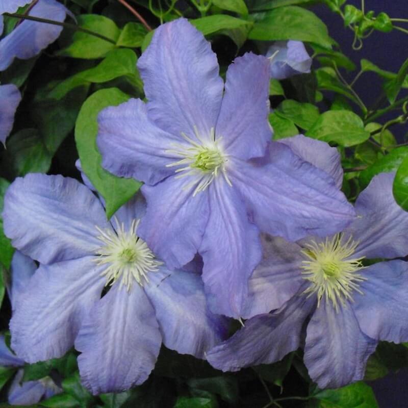 Powojnik Wielkokwiatowy Vistula Pbr (Clematis) Sadzonka C2 (1).jpg