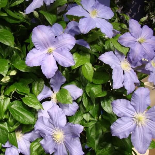 Powojnik Wielkokwiatowy Vistula Pbr (Clematis) Sadzonka C2 (2).jpg