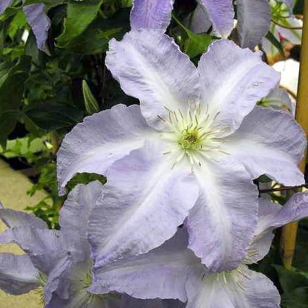 Powojnik Wielkokwiatowy Lech Wałęsa Pbr (Clematis) Sadzonka C2 (2).jpg