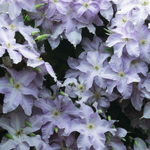 Powojnik Wielkokwiatowy Lech Wałęsa Pbr (Clematis) Sadzonka C2 (3).jpg