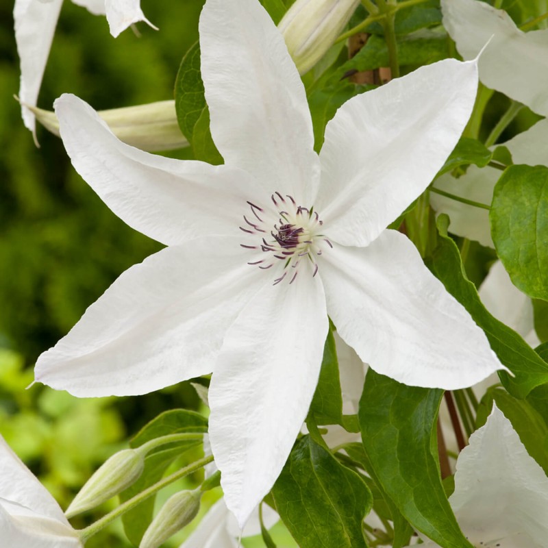 Powojnik Wielkokwiatowy Beautiful Bride Pbr (Clematis) Sadzonka C2 (1).jpg