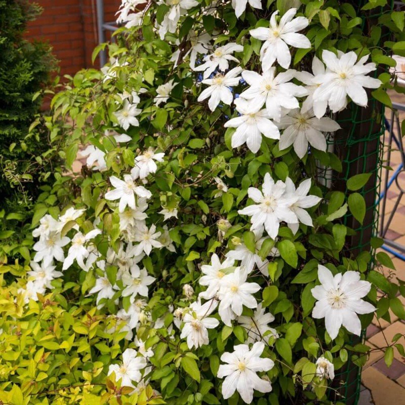 Powojnik Wielkokwiatowy Beautiful Bride Pbr (Clematis) Sadzonka C2 (2).jpg