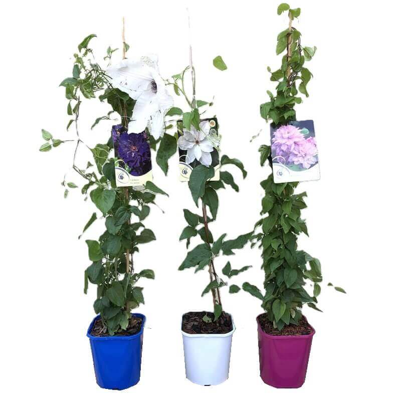 Powojnik Wielkokwiatowy Diamond Ball Pbr (Clematis) Sadzonka C2.jpg