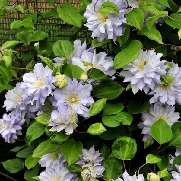 Powojnik Wielkokwiatowy Diamond Ball Pbr (Clematis) Sadzonka C2 (1).jpg