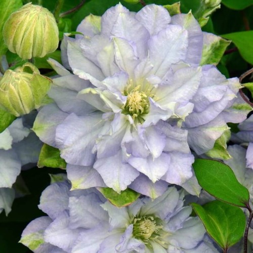 Powojnik wielkokwiatowy Diamond Ball Pbr sadzonka C2