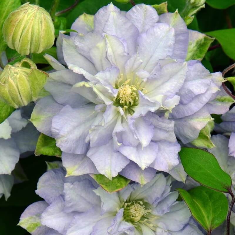 Powojnik Wielkokwiatowy Diamond Ball Pbr (Clematis) Sadzonka C2 (2).jpg