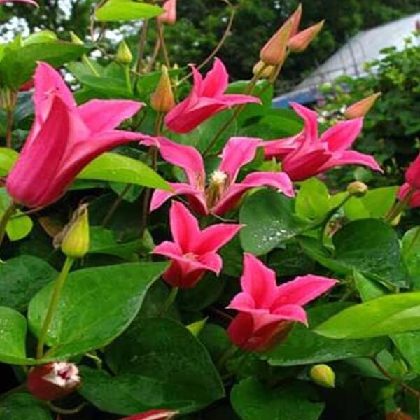 Powojnik Texensis Happy Diana (Clematis) Sadzonka C2  (2).jpg