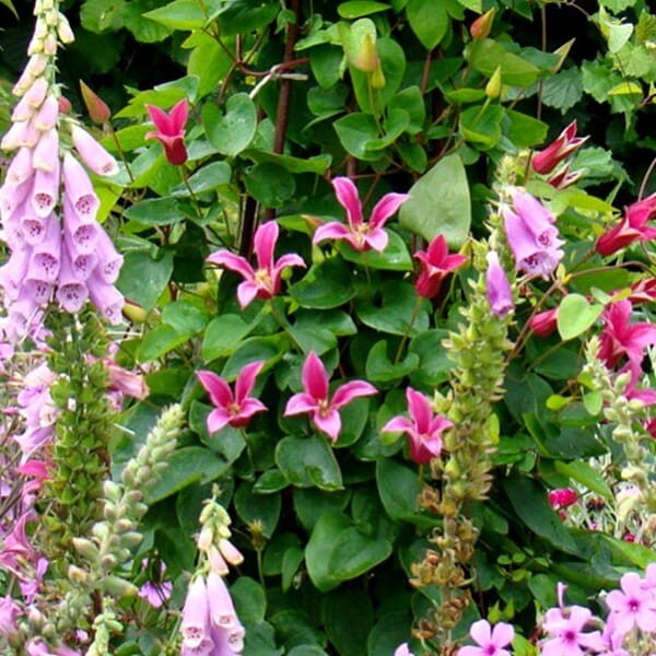 Powojnik Texensis Happy Diana (Clematis) Sadzonka C2  (3).jpg