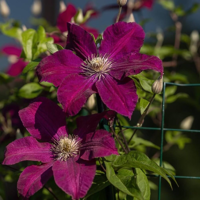 Powojnik Wczesny Niobe (Clematis) Sadzonka C2 (1).jpg