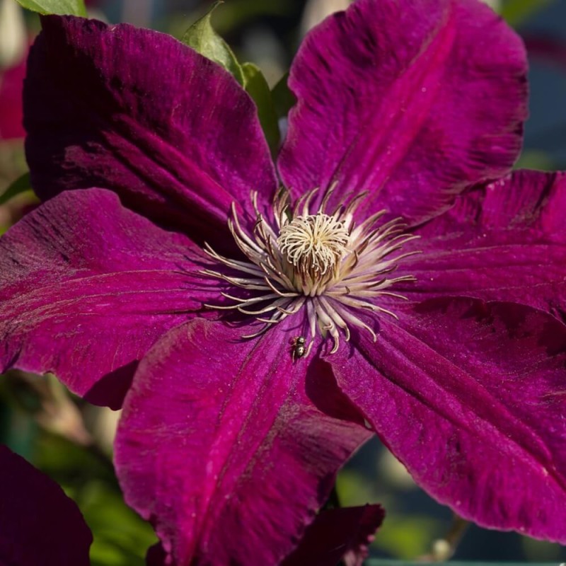Powojnik Wczesny Niobe (Clematis) Sadzonka C2 (2).jpg