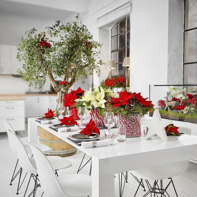 gwiazda betlejemska dekoracja stołu.jpg