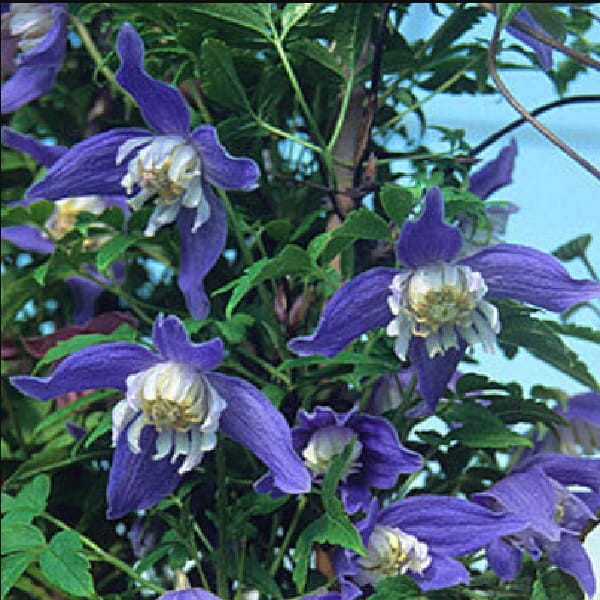 Powojnik Botaniczny Frances Rivis (Clematis) Sadzonka C2  (3).jpg
