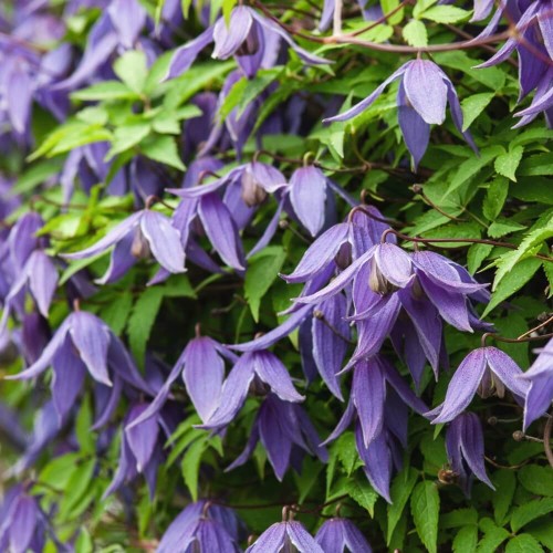 Powojnik botaniczny Frances Rivis sadzonka C2