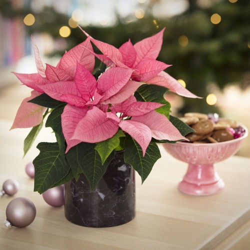 Gwiazda betlejemska różowa Poinsecja roślina domowa P10