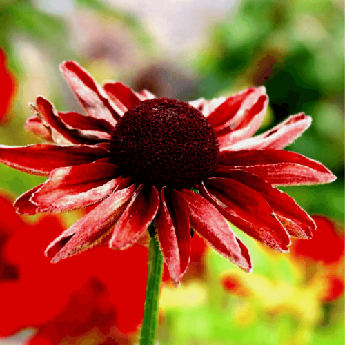 Rudbekia szorstka Cherry Brandy czerwona 0,1g nasiona