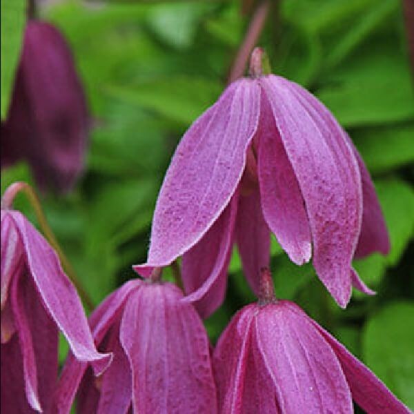 Powojnik Botaniczny Constance (Clematis) Sadzonka C2 (3).jpg