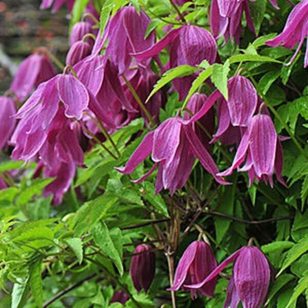 Powojnik Botaniczny Constance (Clematis) Sadzonka C2 (2).jpg