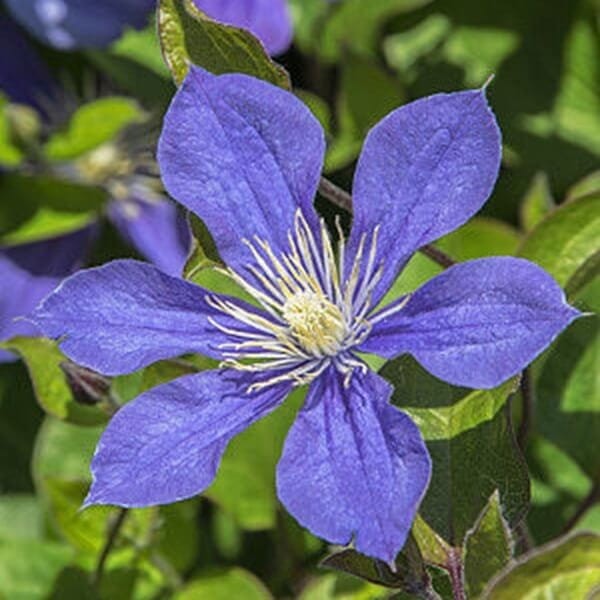 Powojnik Bylinowy Arabella (Clematis) Sadzonka C2 (3).jpg