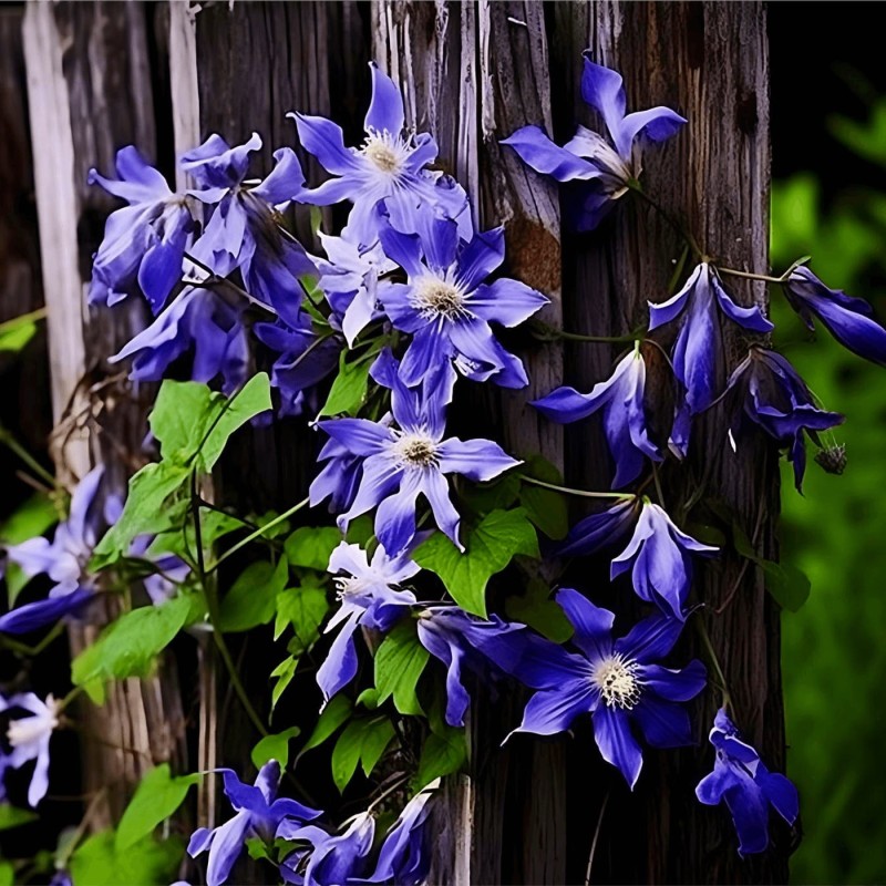 Powojnik Bylinowy Arabella (Clematis) Sadzonka C2 (2).jpg