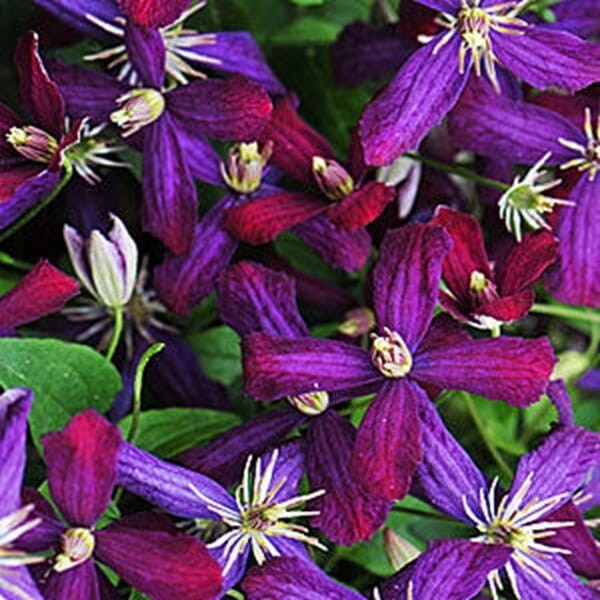 Powojnik Sweet Summer Love Pbr (Clematis) Sadzonka C2.jpg